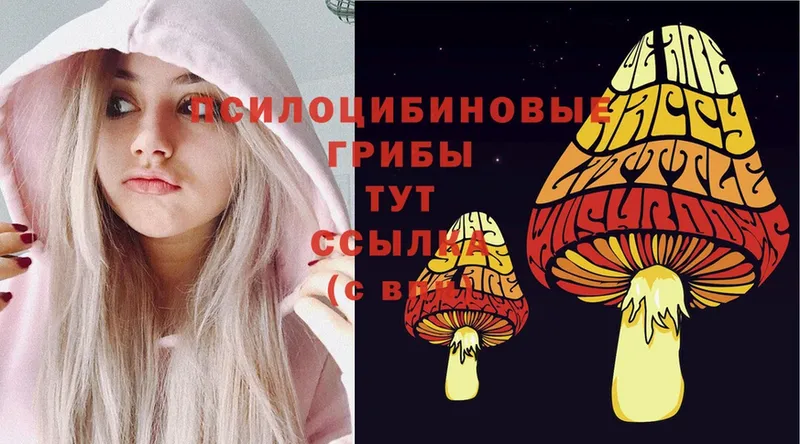 наркошоп  Алейск  Псилоцибиновые грибы GOLDEN TEACHER 